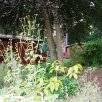Lodges in the forest
