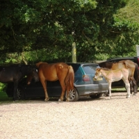 New forest ponies
