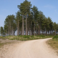 Walking in the forest
