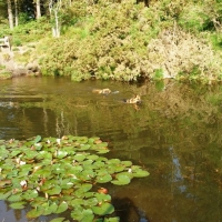 Fresh water pond. Great for the dogs.