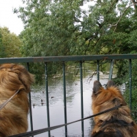 Ducks !