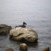 A bird...