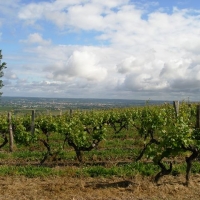 More vineyards.