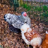 hot chicks