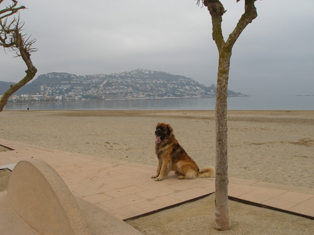 Chewbacca posing on the beach at Roses... Good boy xx