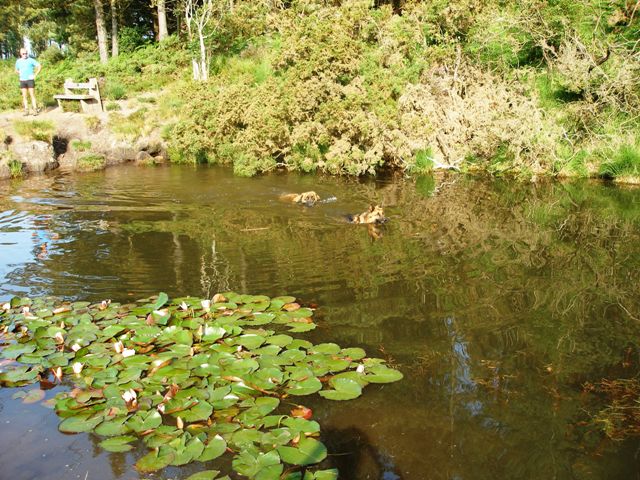 Fresh water pond. Great for the dogs.