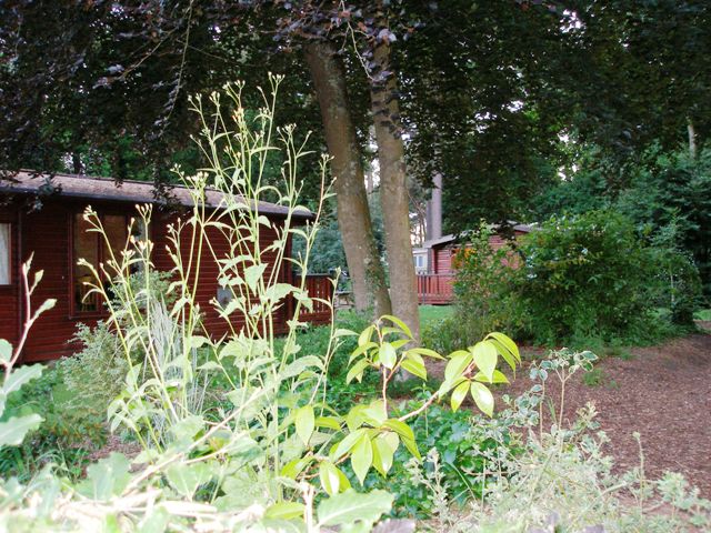 Lodges in the forest