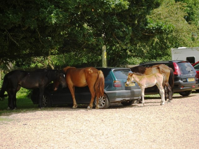 New forest ponies