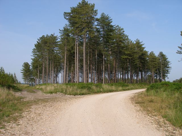Walking in the forest